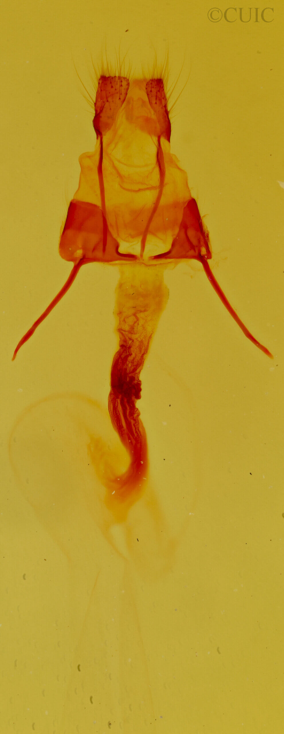 genitalia view of adult Achatia distincta