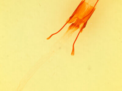 genitalia view of adult Enargia infumata?