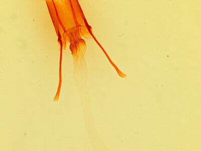 genitalia view of adult Enargia infumata?