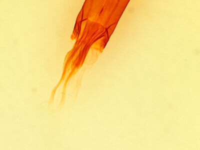 genitalia view of adult Enargia decolor