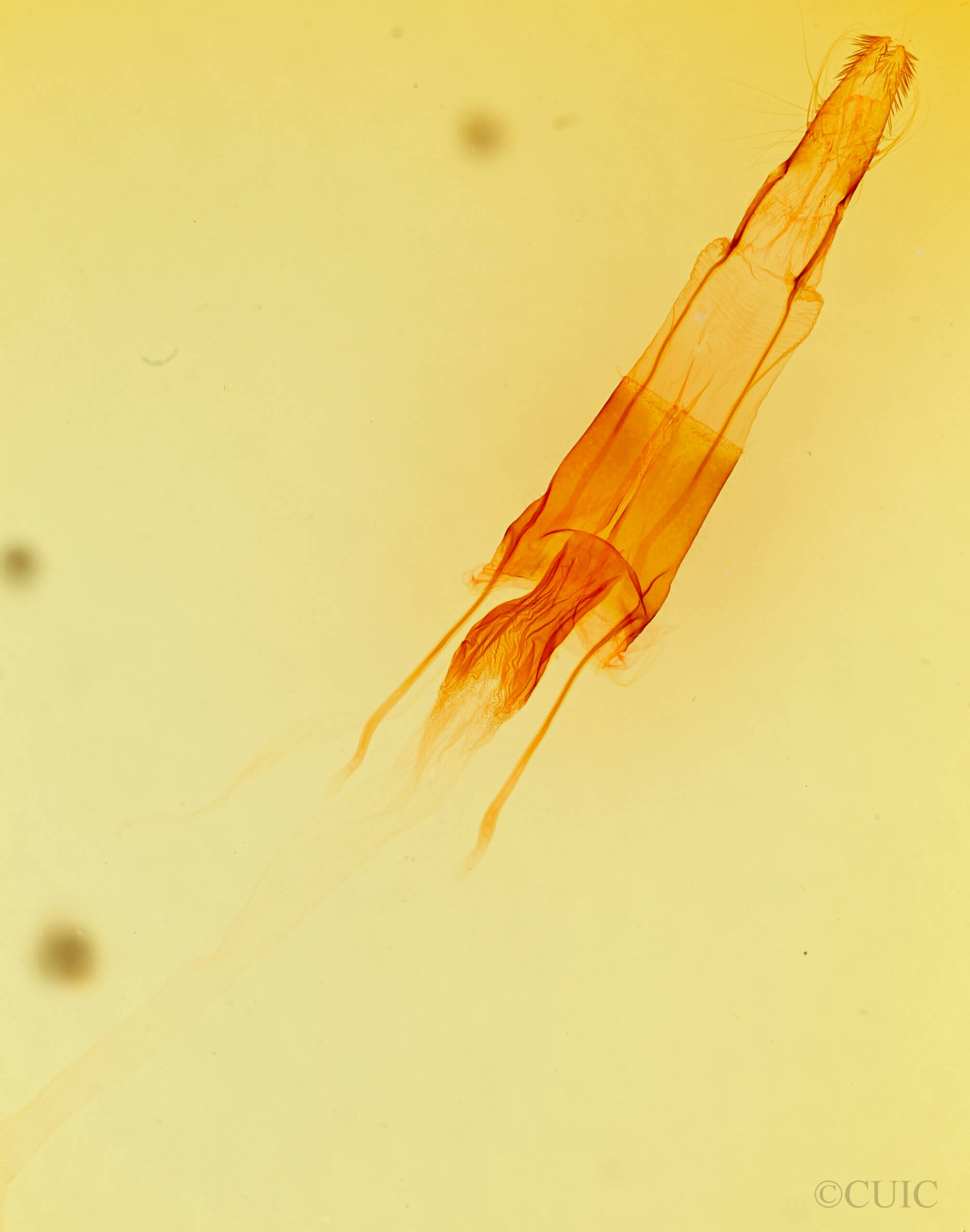 genitalia view of adult Enargia decolor