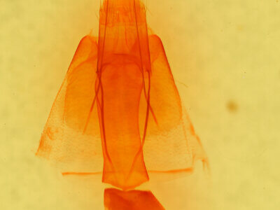 genitalia view of adult Melipotis sp.