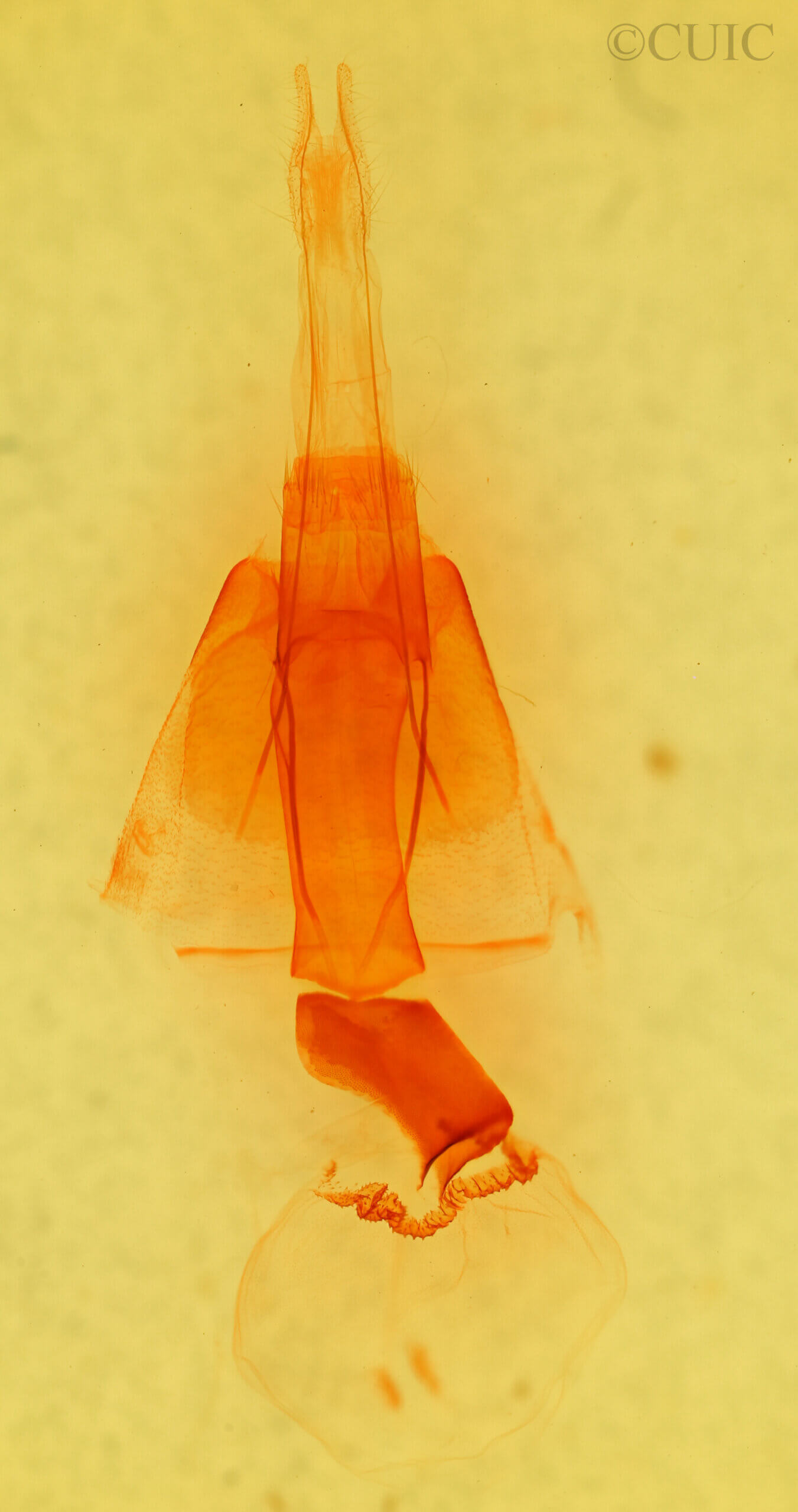 genitalia view of adult Melipotis sp.