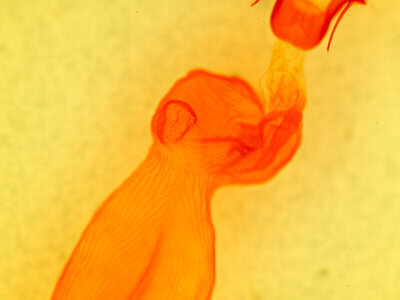 genitalia view of adult Eupsilia schweitzeri