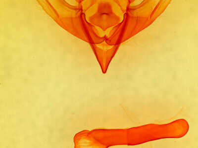 genitalia view of adult Eupsilia cirripalea