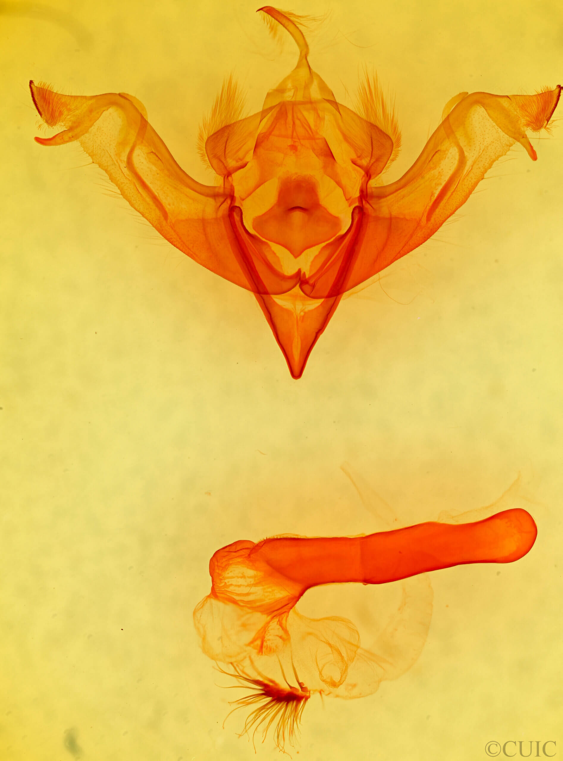 genitalia view of adult Eupsilia cirripalea