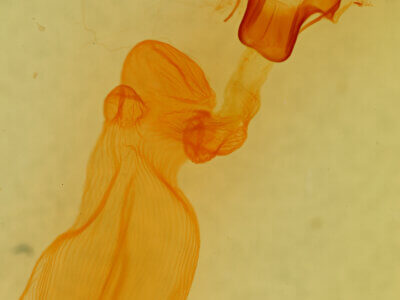 genitalia view of adult Eupsilia cirripalea