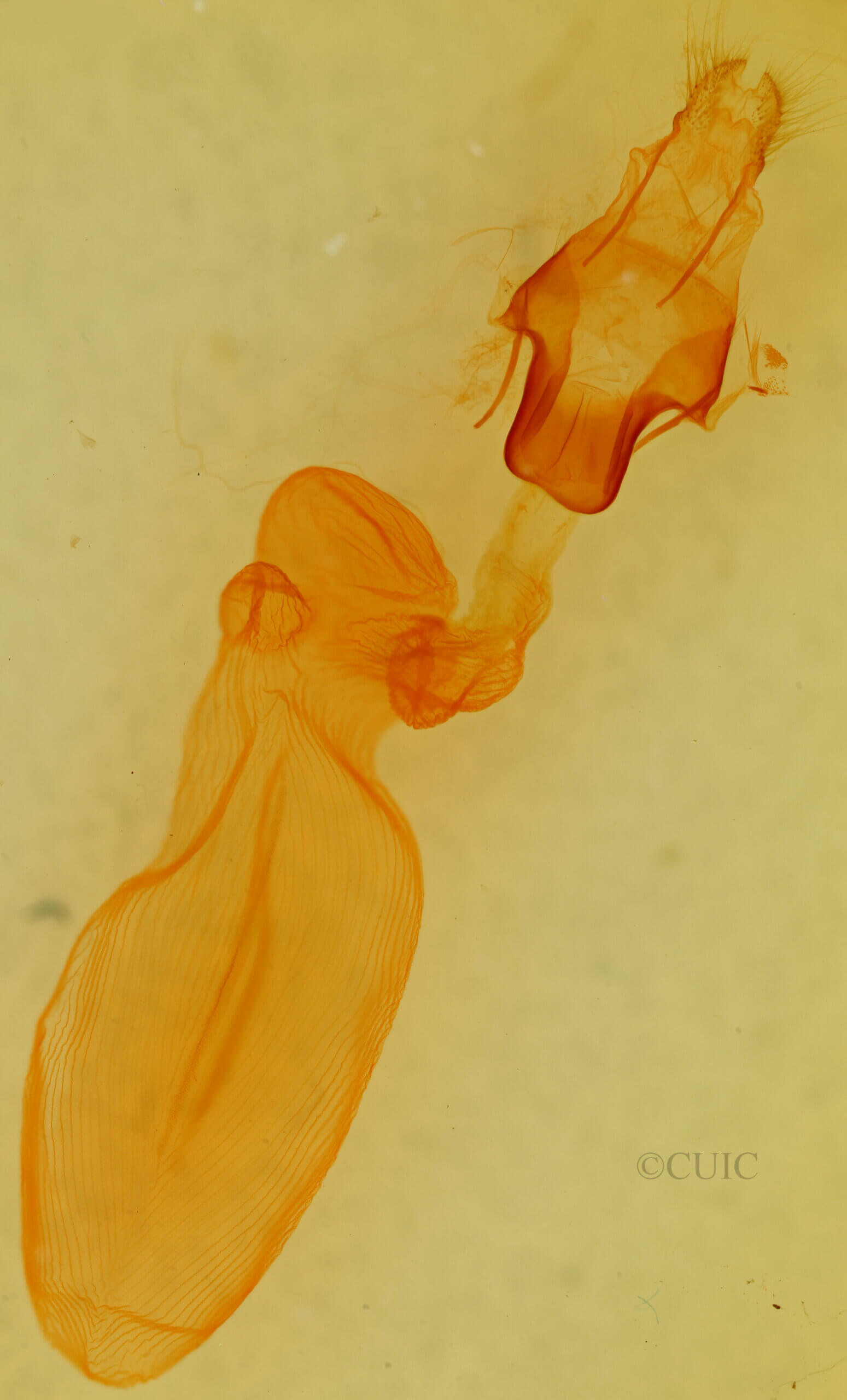 genitalia view of adult Eupsilia cirripalea