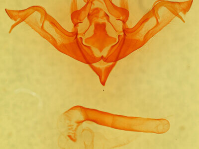genitalia view of adult Eupsilia tristigmata