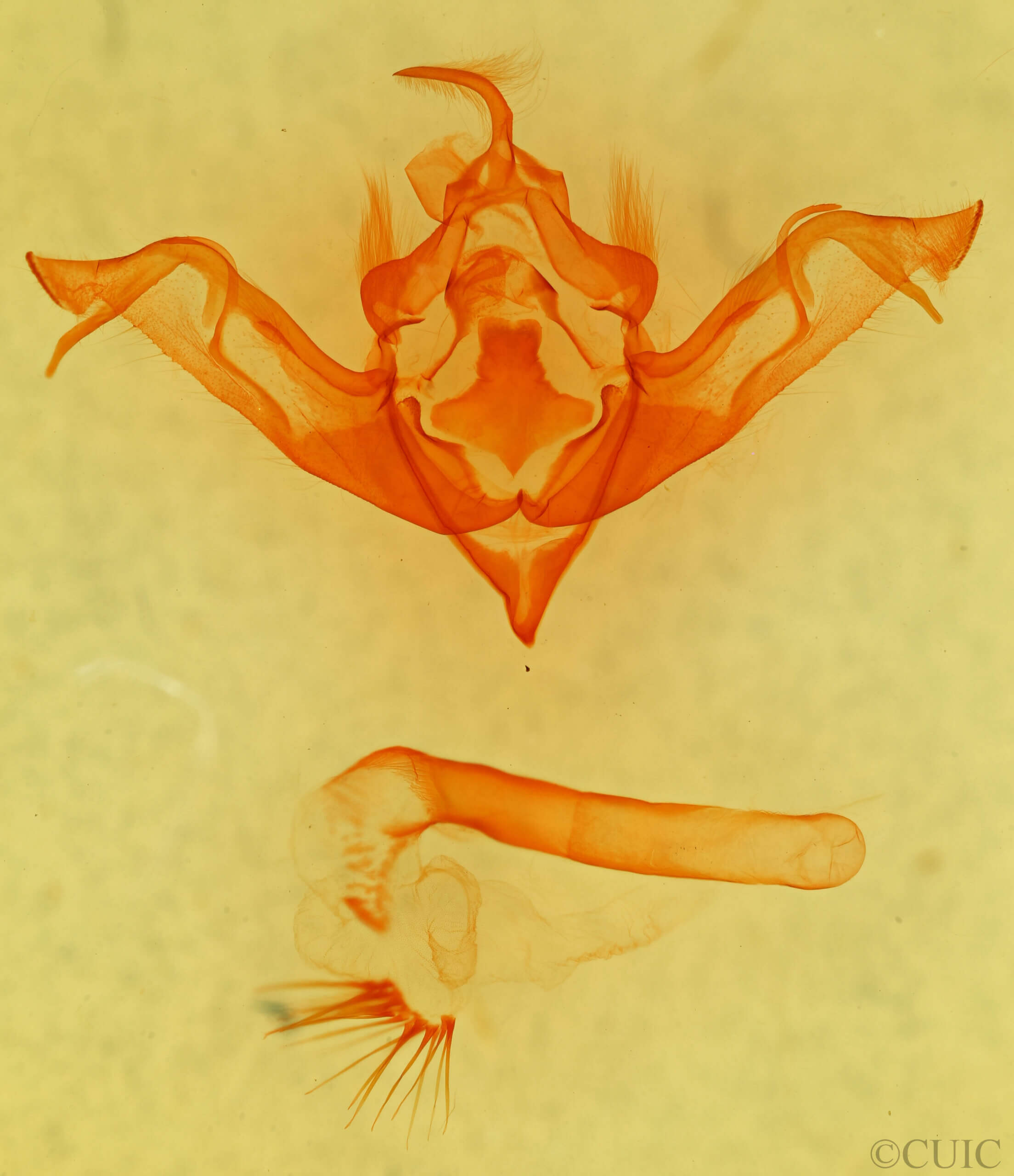 genitalia view of adult Eupsilia tristigmata