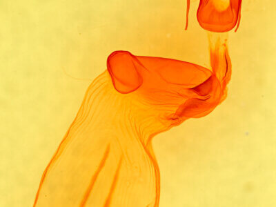 genitalia view of adult Eupsilia tristigmata