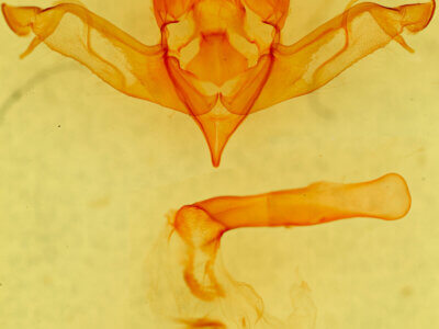 genitalia view of adult Eupsilia morrisoni