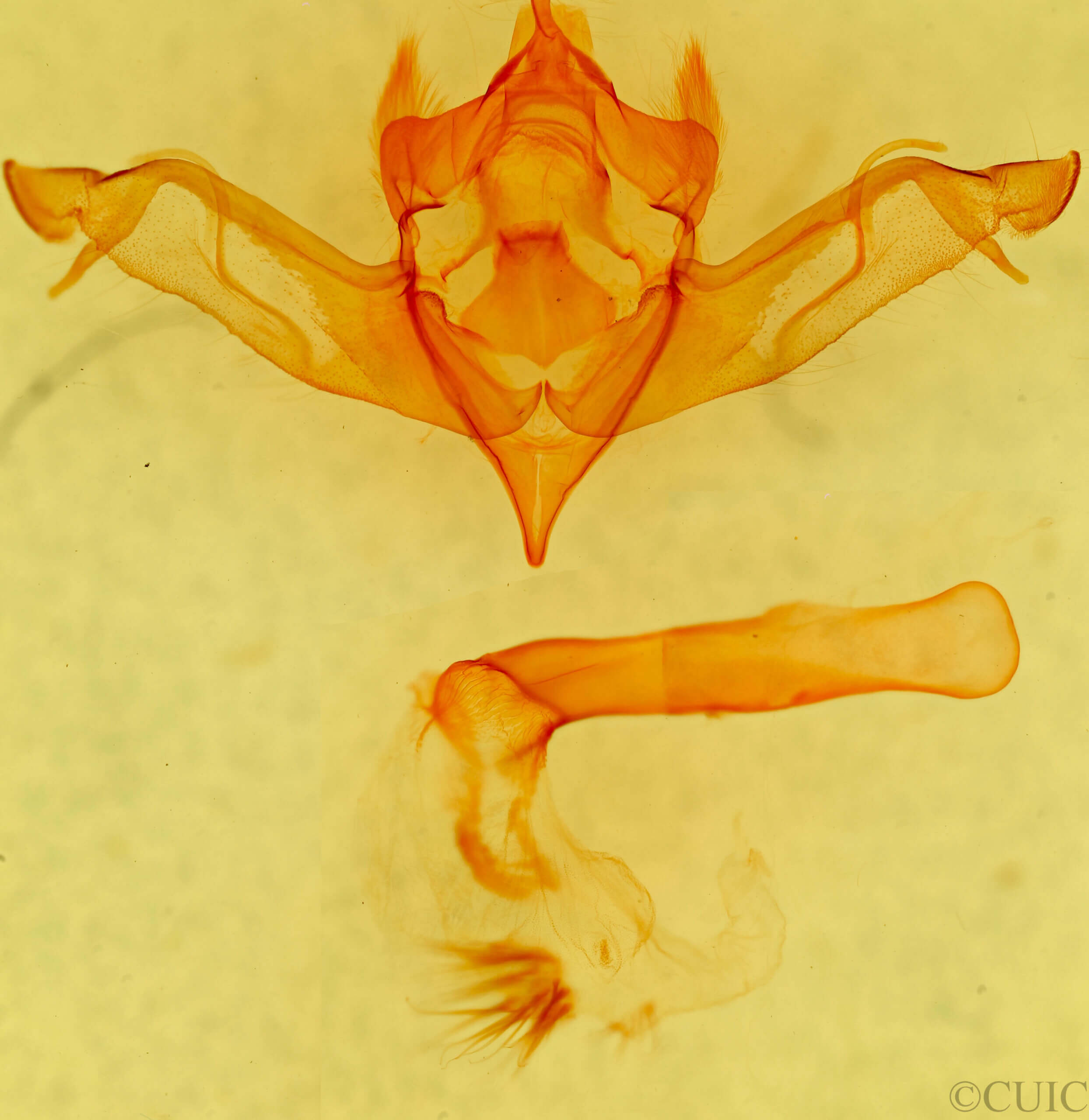 genitalia view of adult Eupsilia morrisoni