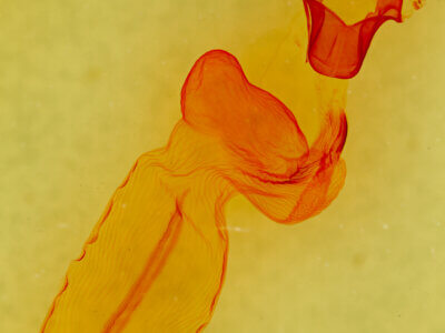 genitalia view of adult Eupsilia morrisoni