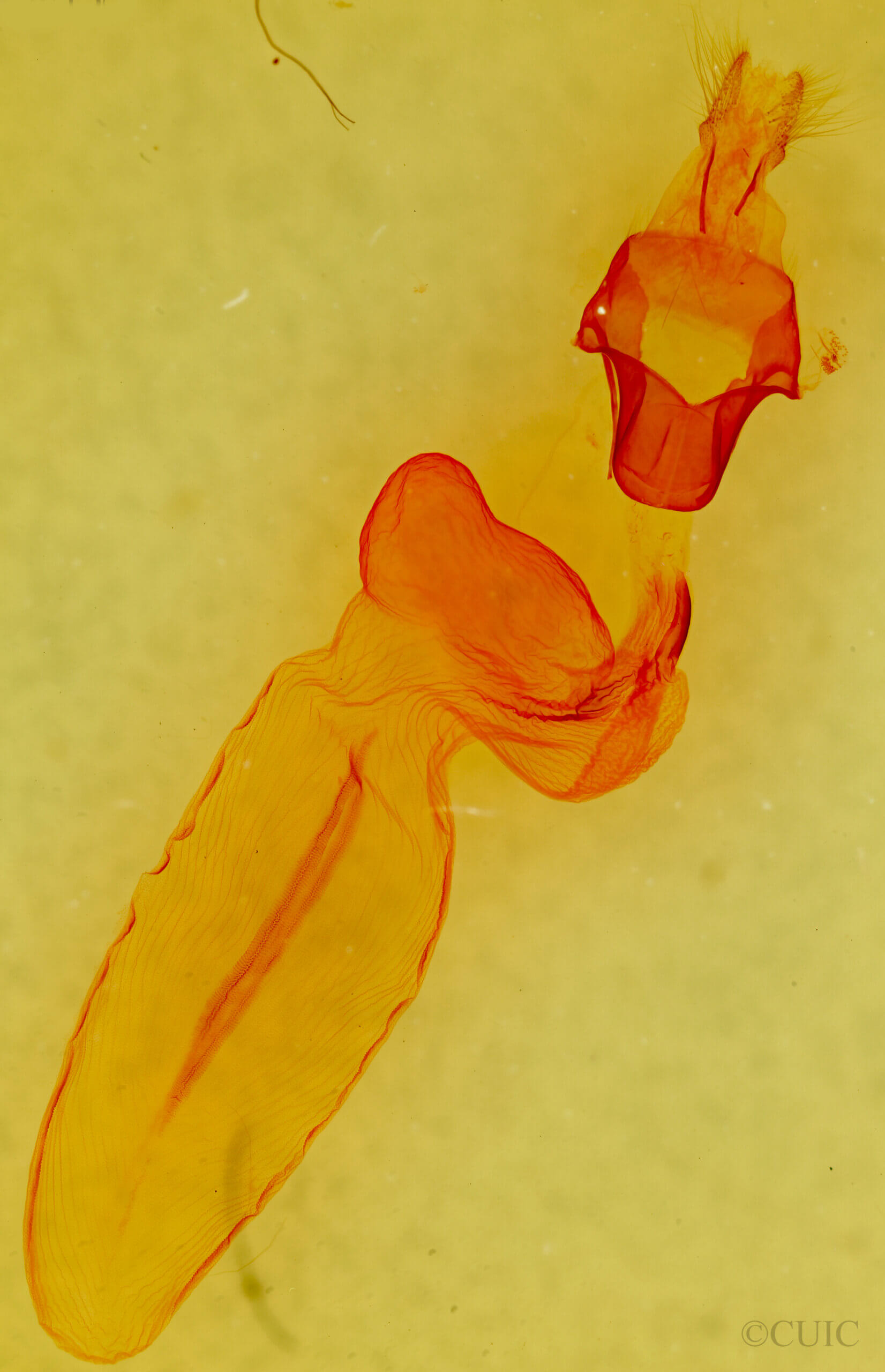 genitalia view of adult Eupsilia morrisoni