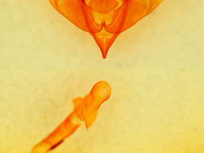 genitalia view of adult Eupsilia devia