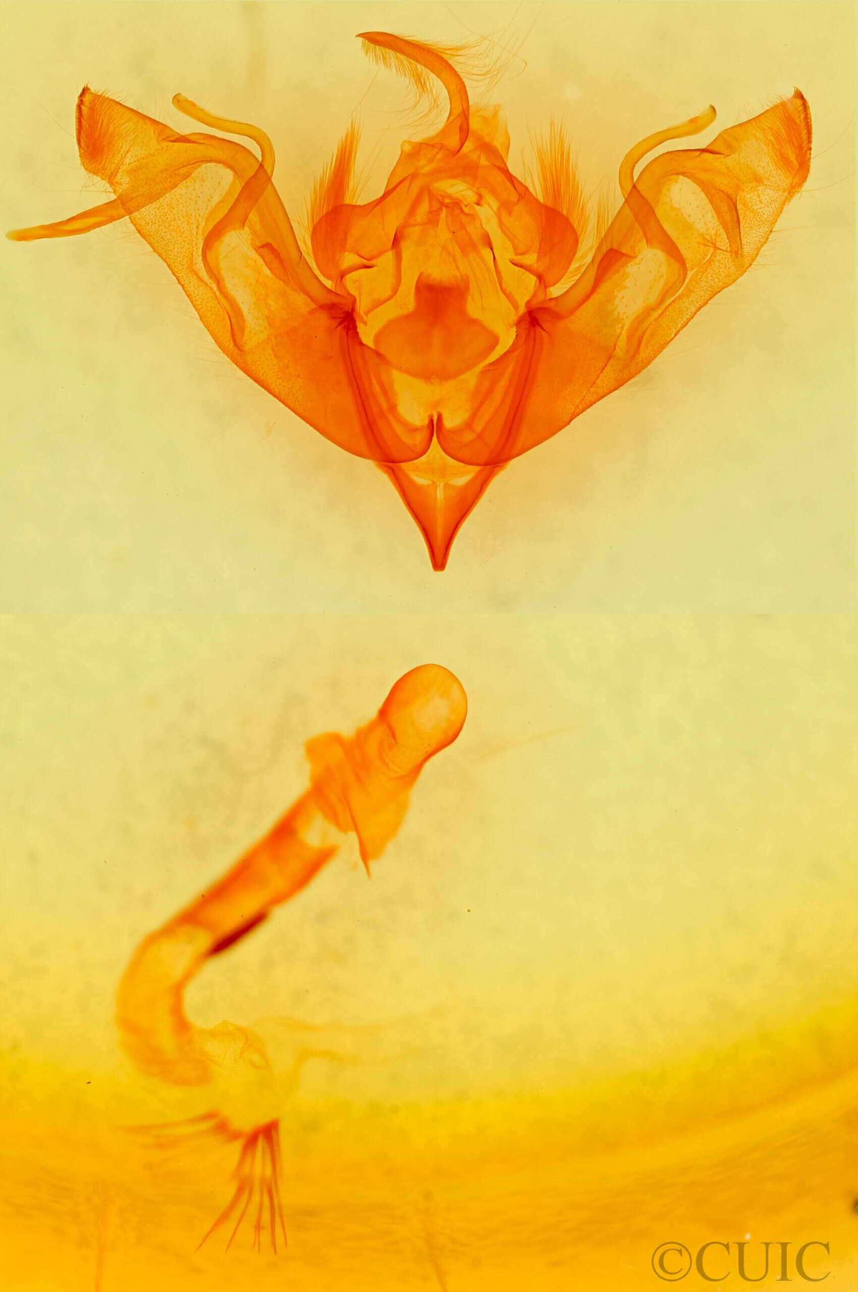 genitalia view of adult Eupsilia devia