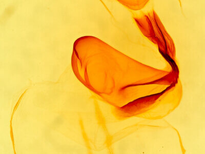 genitalia view of adult Eupsilia devia