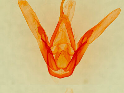 genitalia view of adult Metalectra praecisalis ?