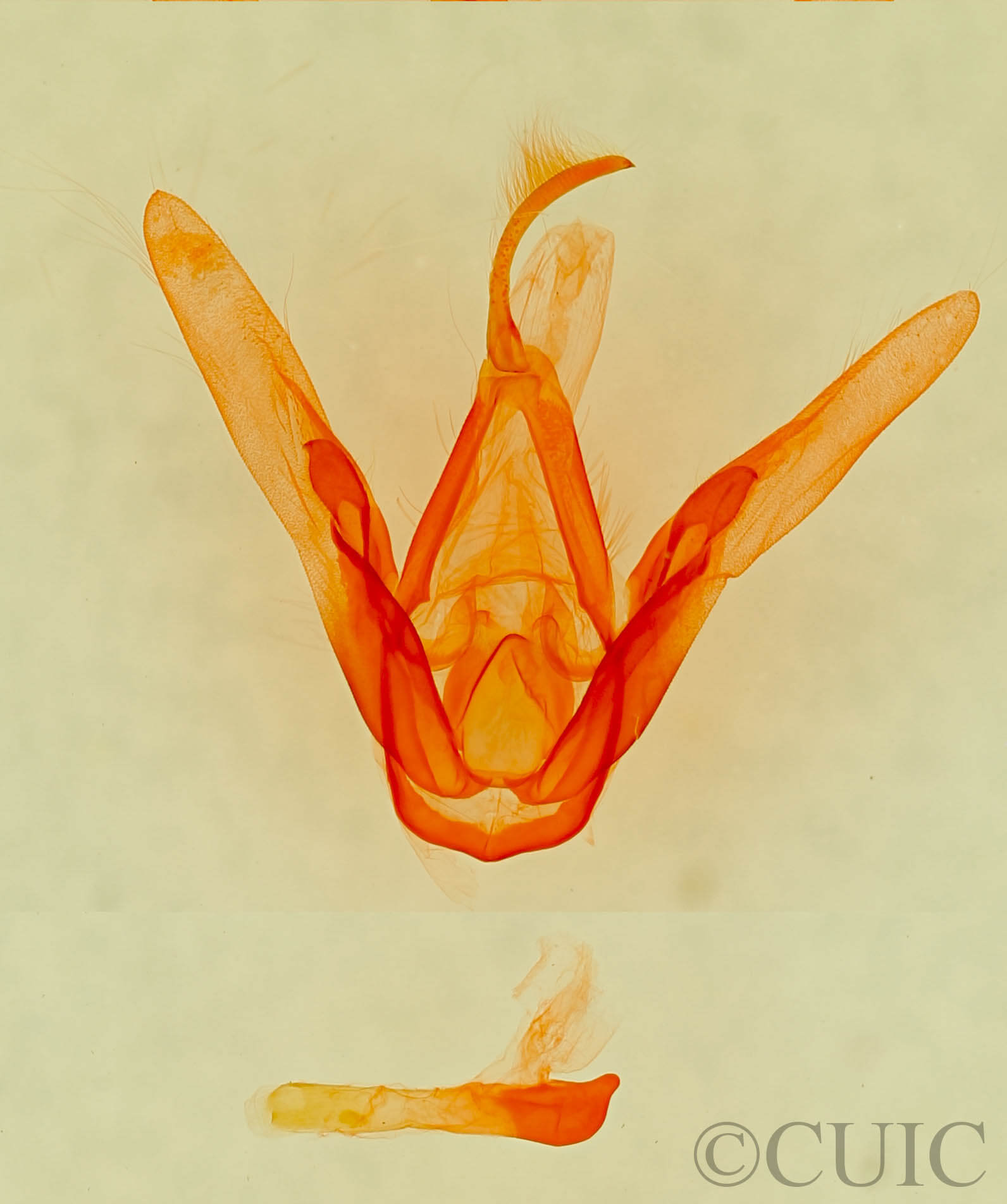 genitalia view of adult Metalectra praecisalis ?