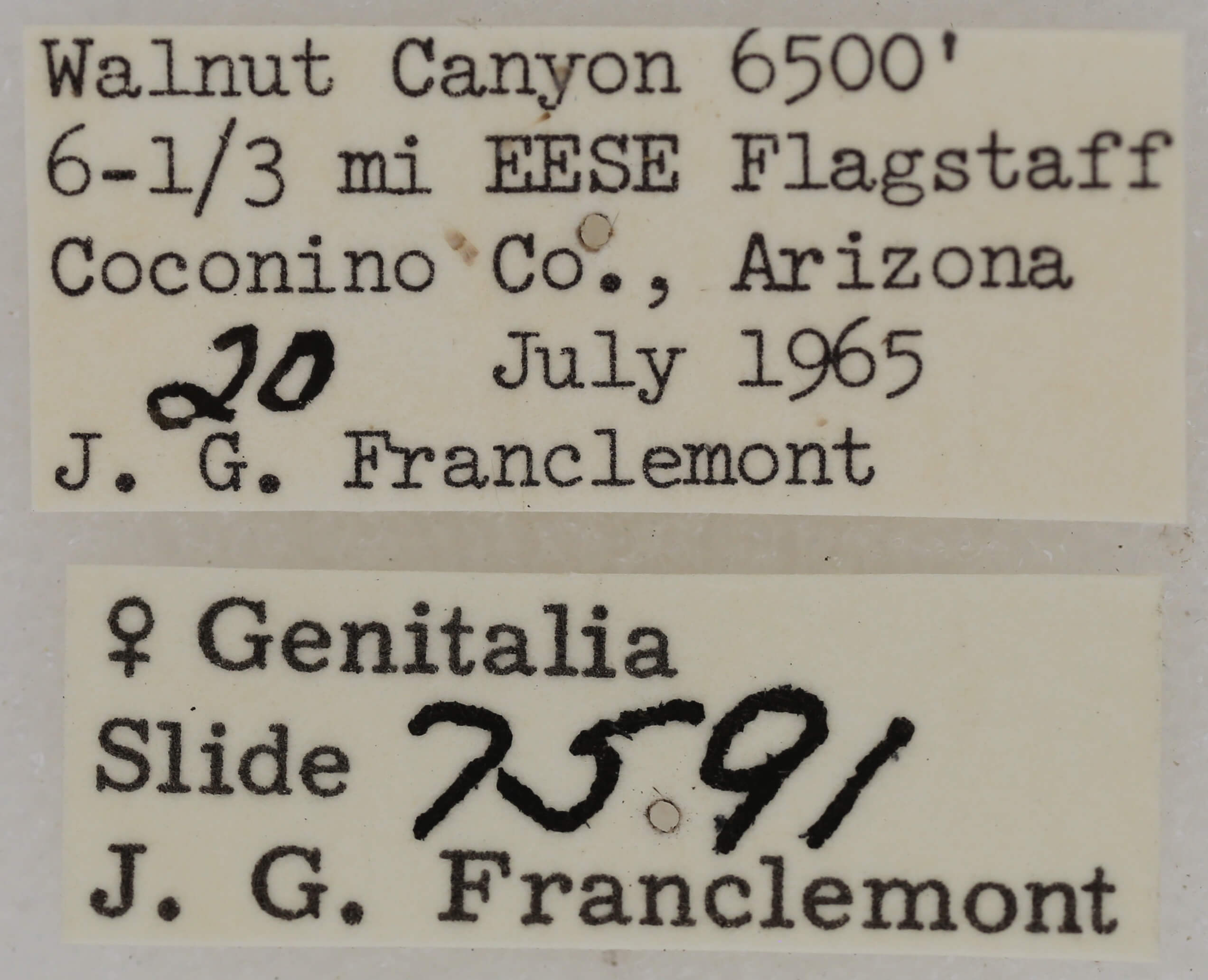 label view of adult Paectes abrostolella