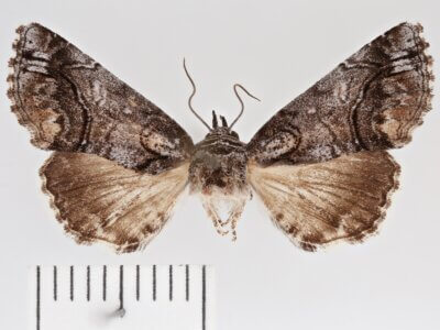 dorsal view of adult Paectes abrostolella