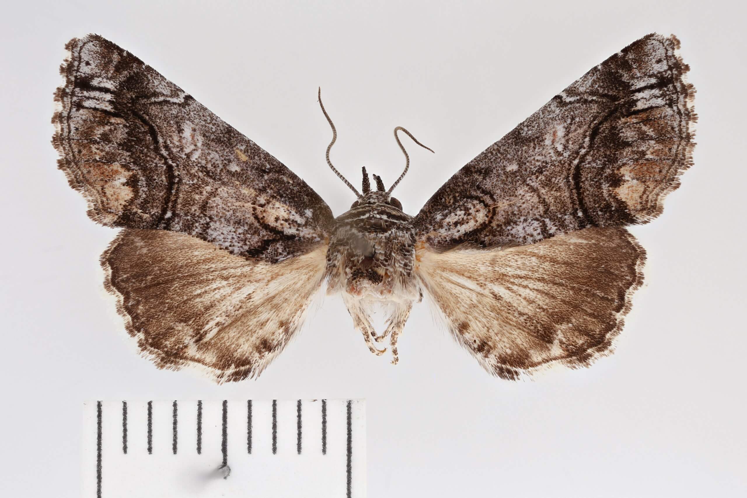 dorsal view of adult Paectes abrostolella