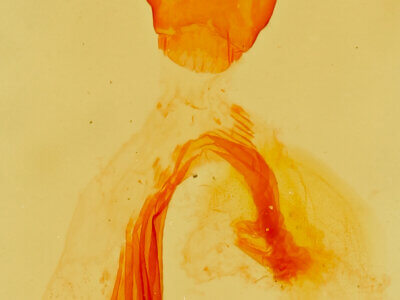 genitalia view of adult Paectes abrostolella