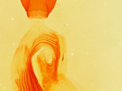 genitalia view of adult Paectes abrostolella