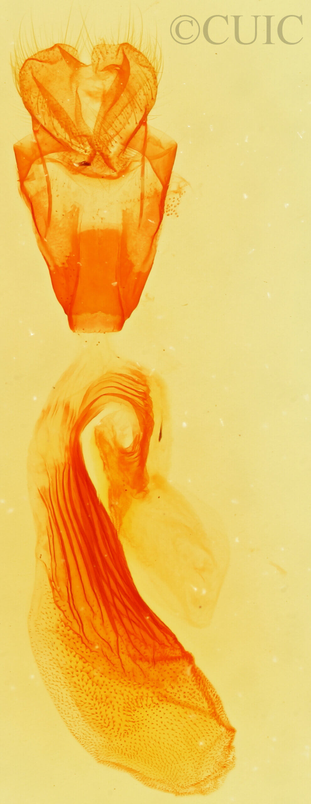 genitalia view of adult Paectes abrostolella