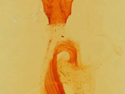 genitalia view of adult Paectes abrostolella