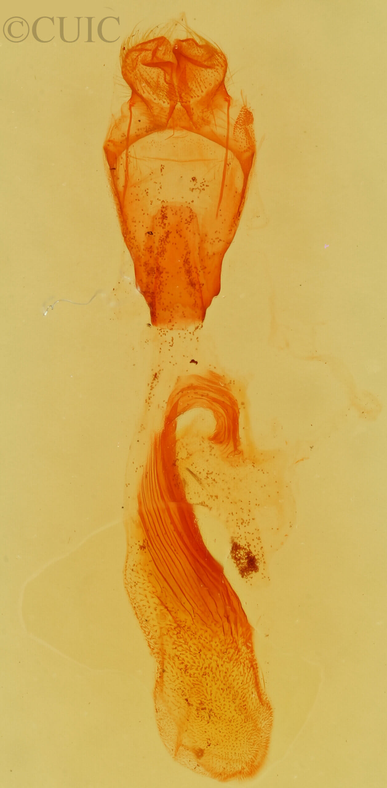 genitalia view of adult Paectes abrostolella