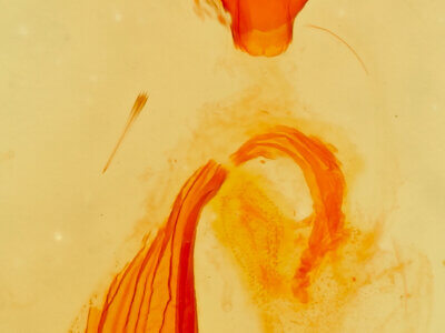 genitalia view of adult Paectes abrostolella