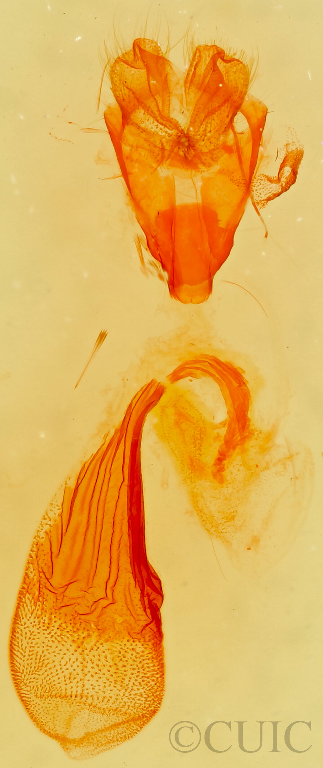 genitalia view of adult Paectes abrostolella