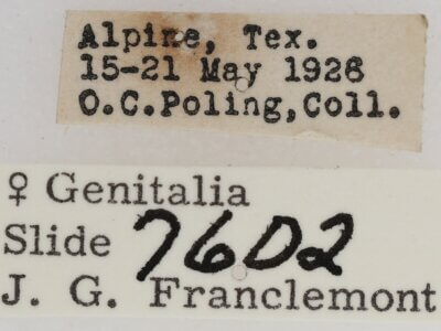 label view of adult Paectes abrostolella