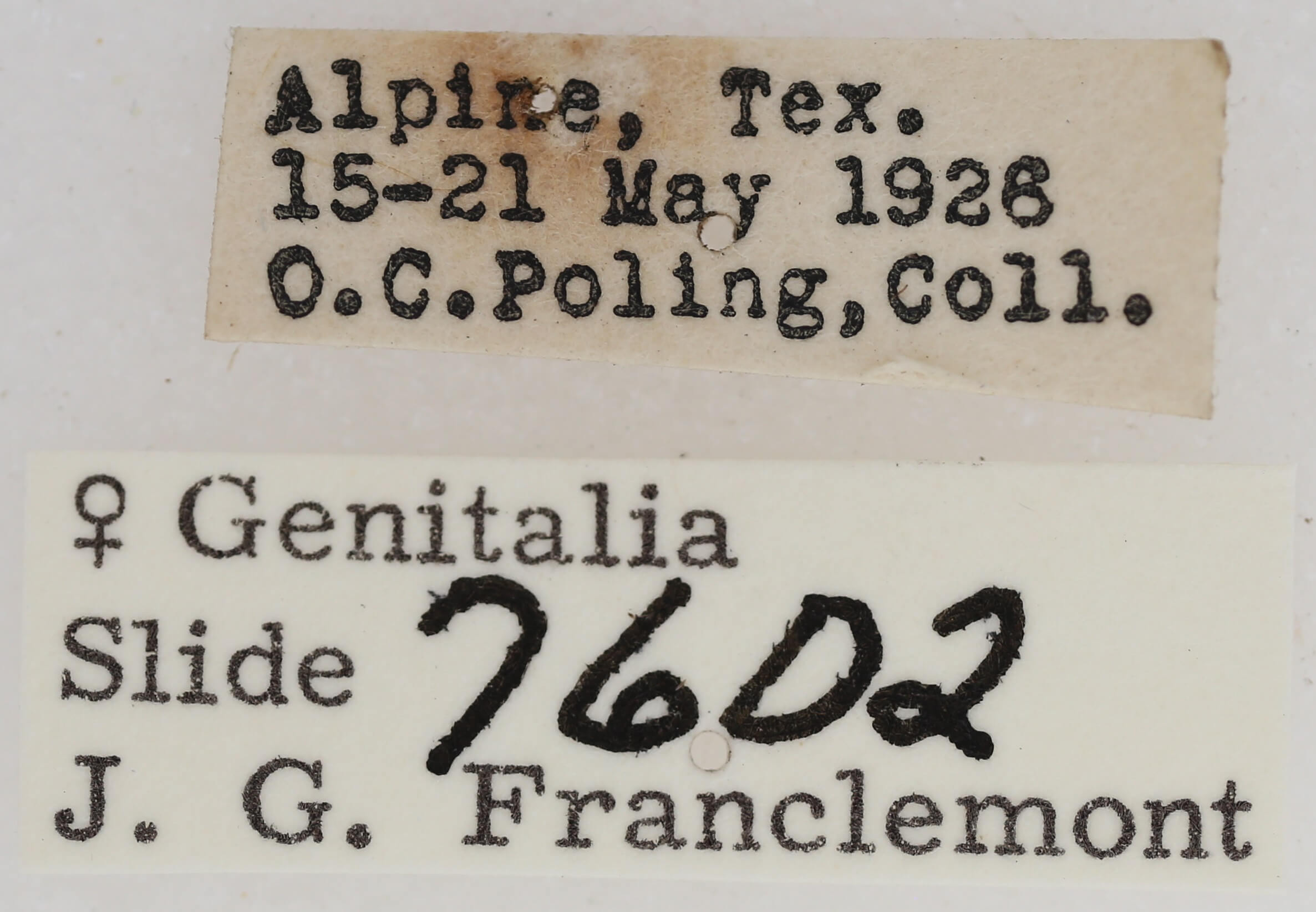 label view of adult Paectes abrostolella