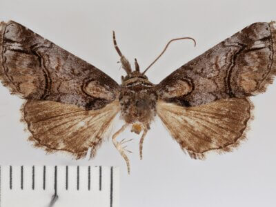 dorsal view of adult Paectes abrostolella