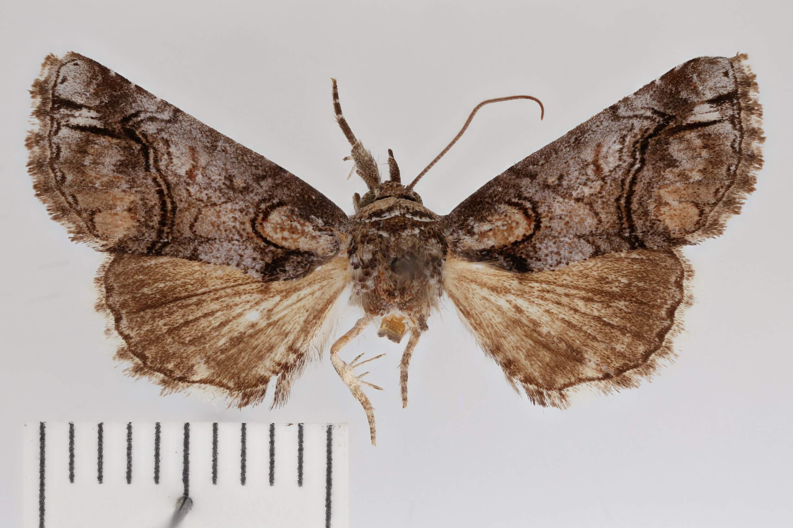 dorsal view of adult Paectes abrostolella