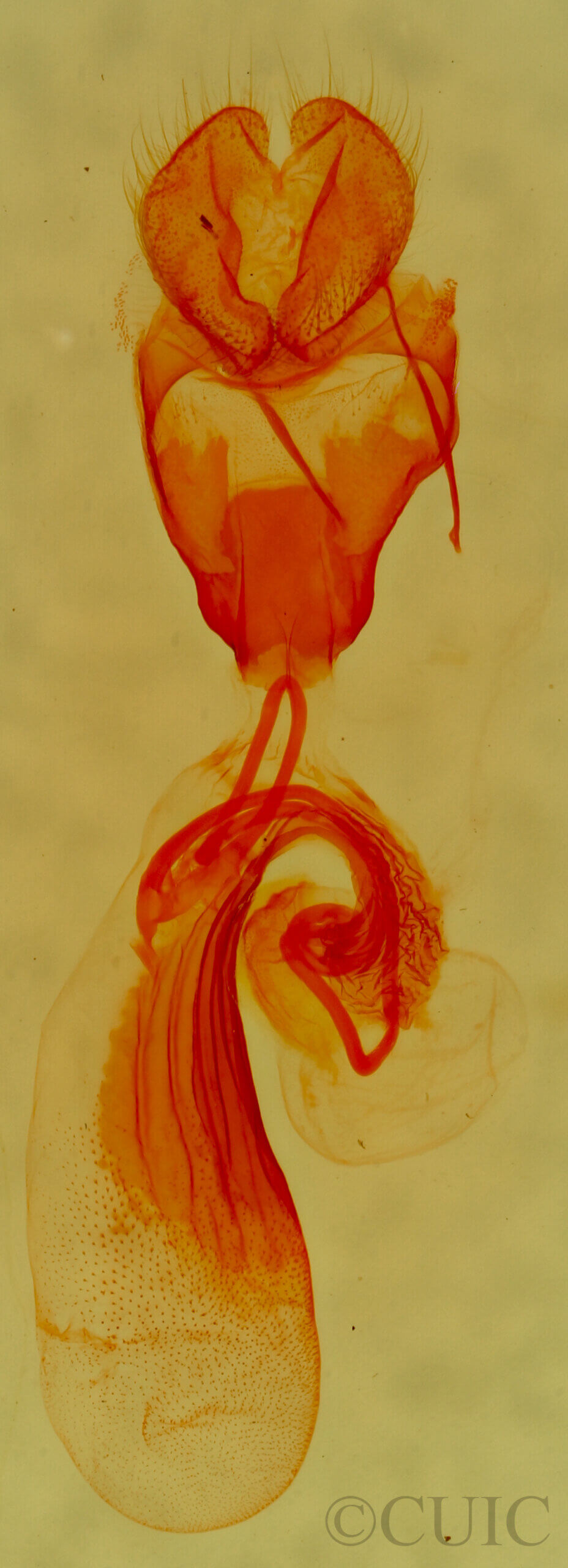 genitalia view of adult Paectes abrostolella