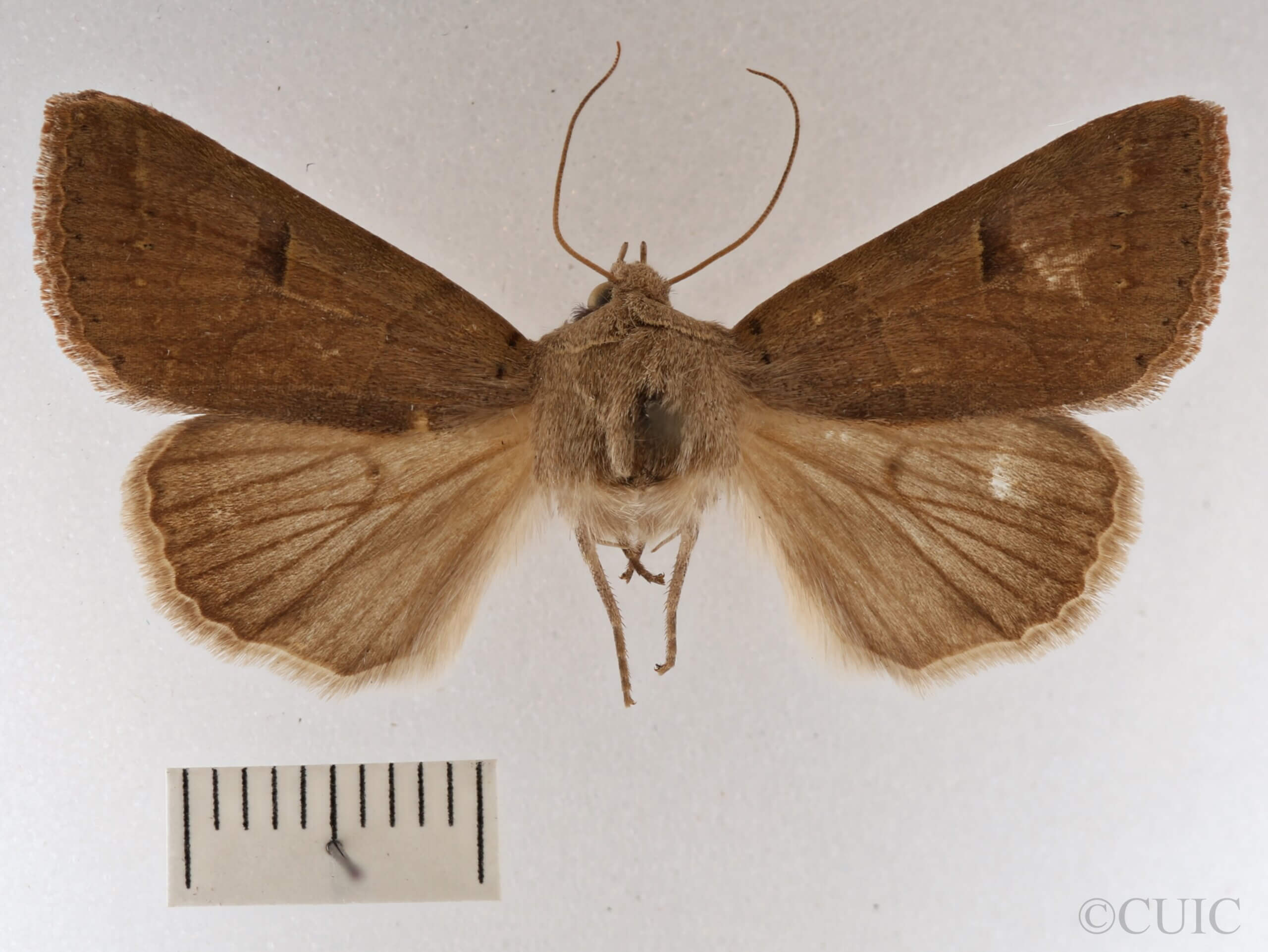 dorsal view of adult Cissusa mucronata