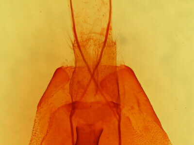 genitalia view of adult Cissusa mucronata