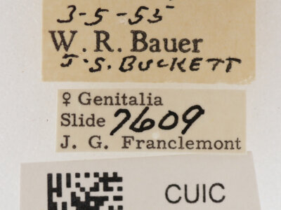 label view of adult Cissusa mucronata