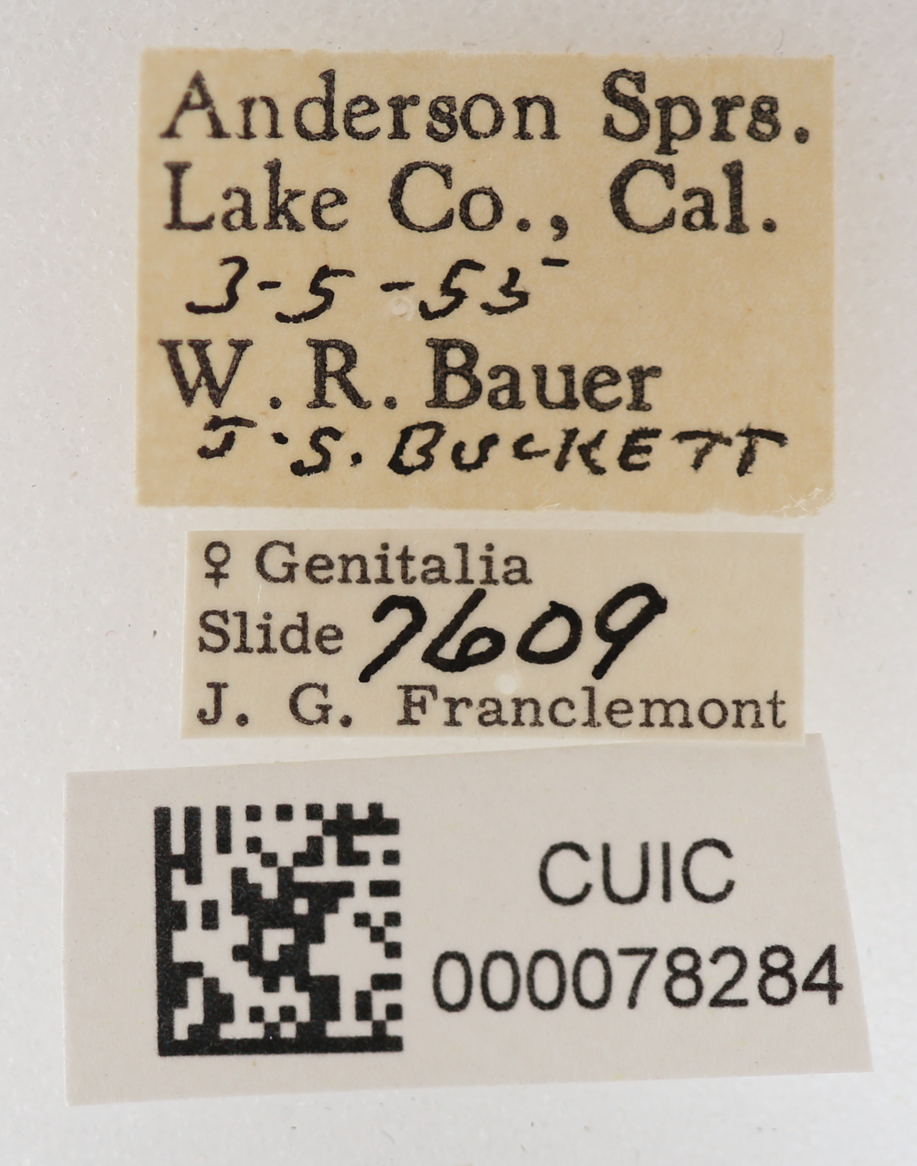 label view of adult Cissusa mucronata