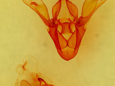 genitalia view of adult Cissusa valens