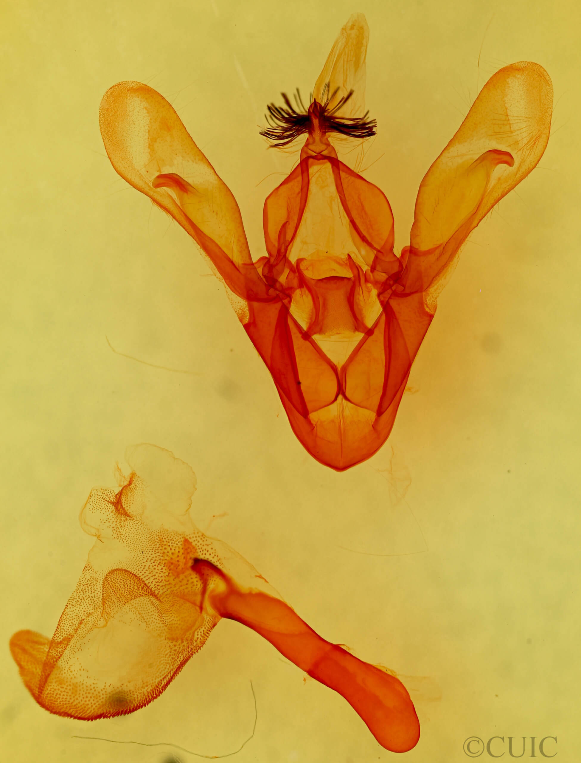 genitalia view of adult Cissusa valens