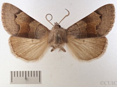 dorsal view of adult Cissusa valens