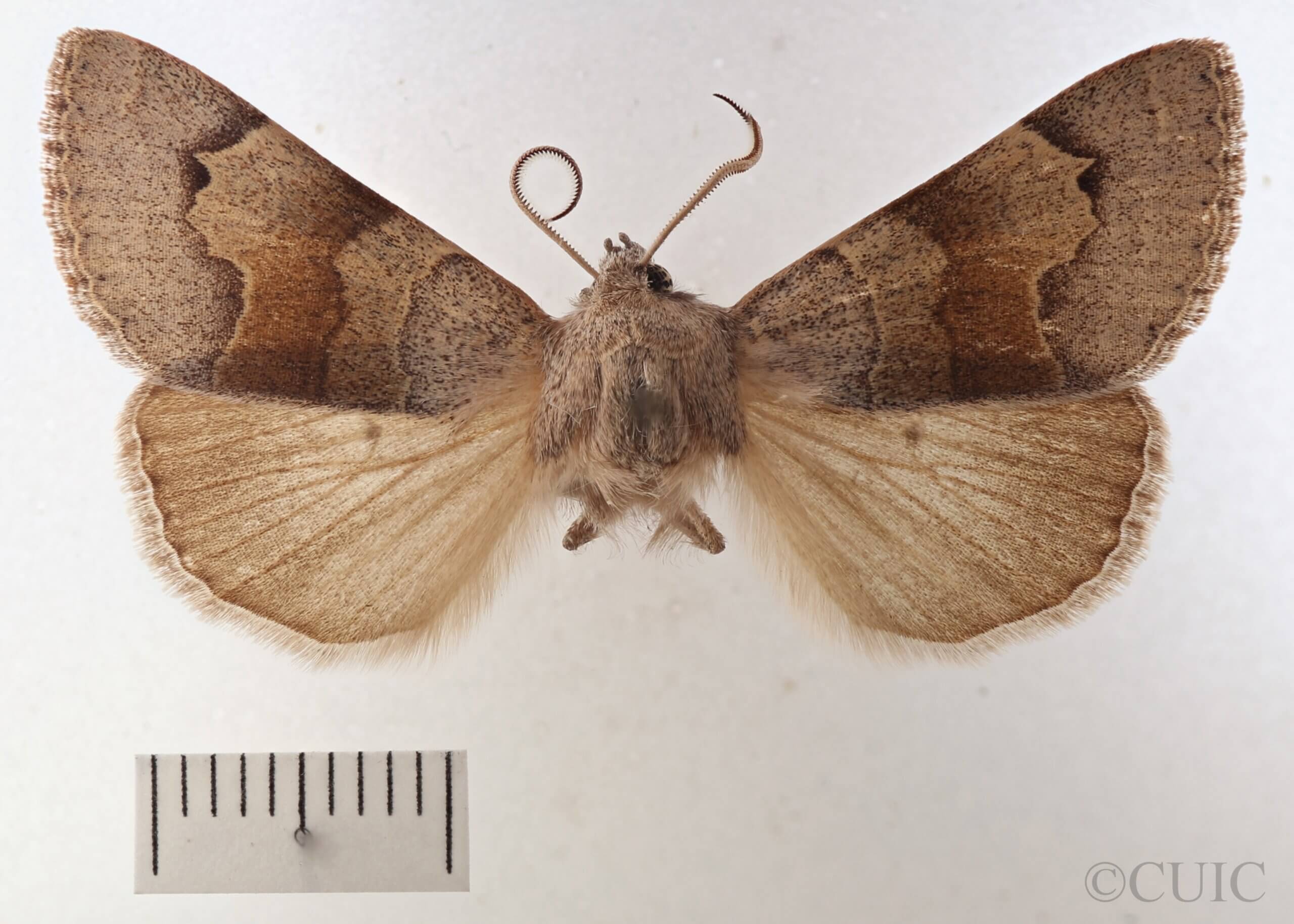 dorsal view of adult Cissusa valens