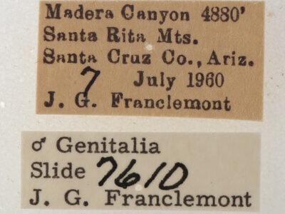 label view of adult Cissusa valens