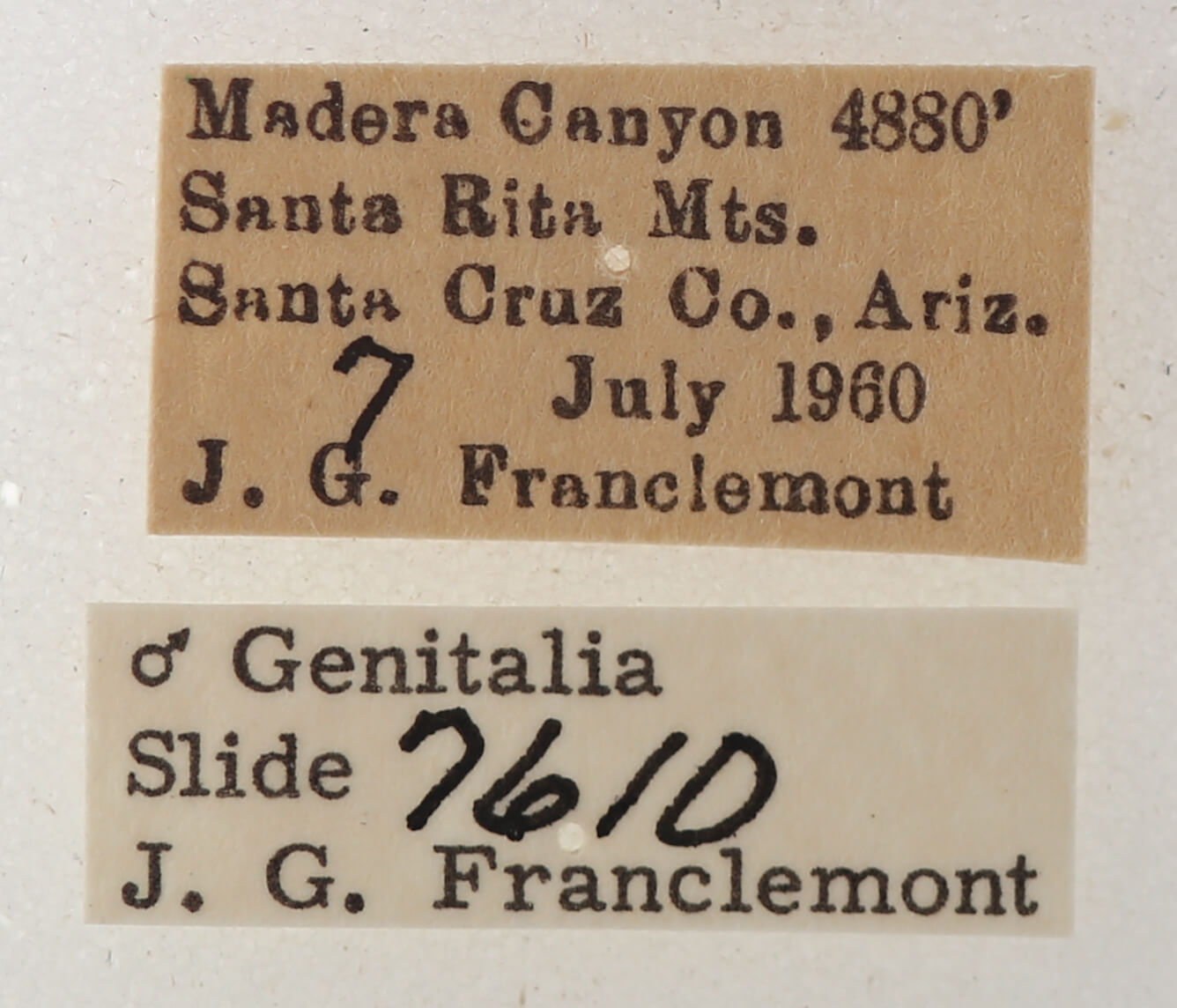 label view of adult Cissusa valens