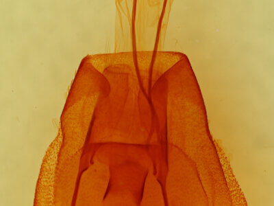 genitalia view of adult Cissusa valens